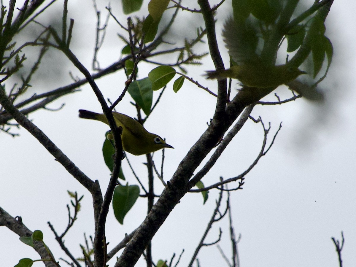Lemon-bellied White-eye - ML635000448