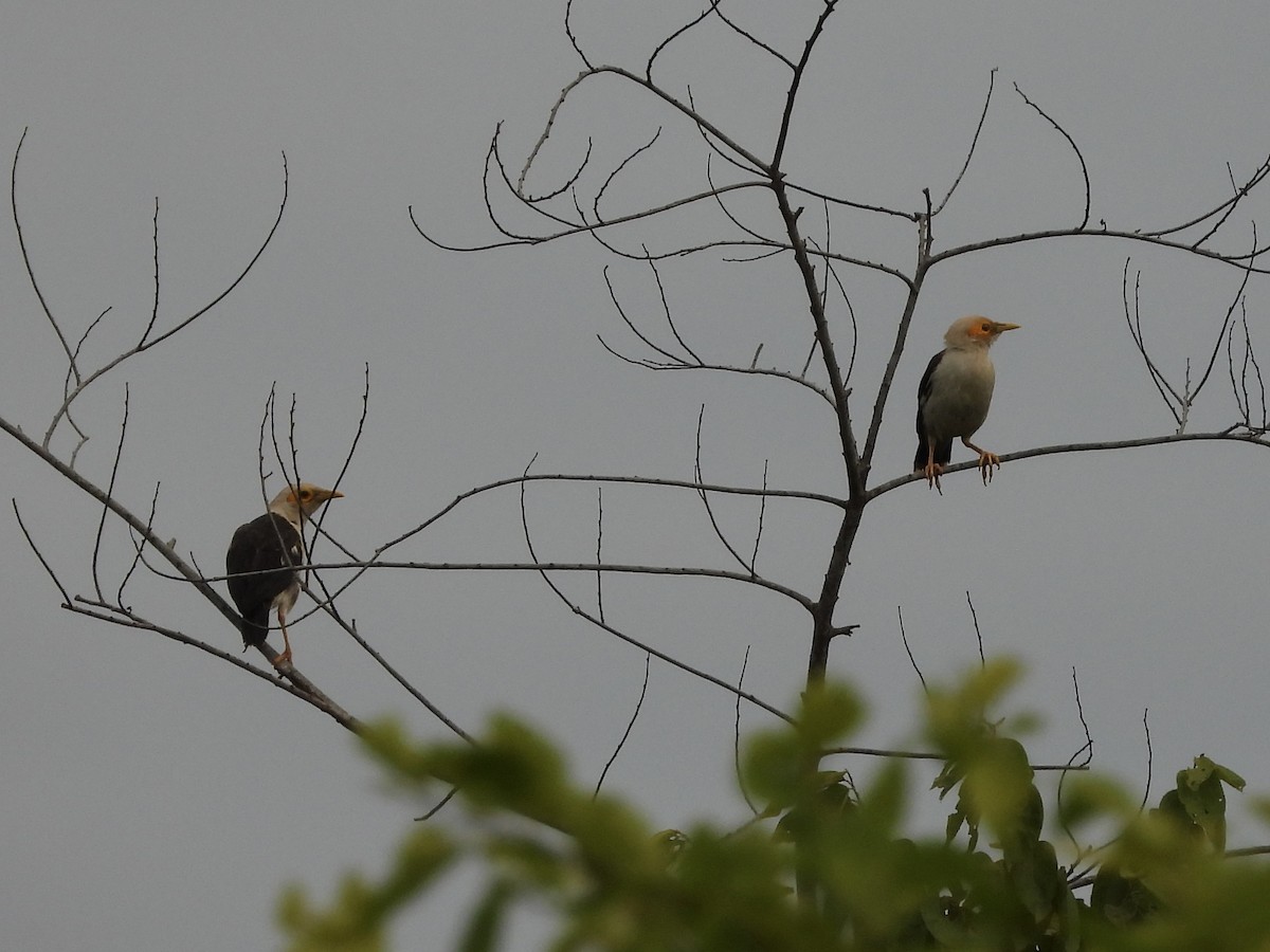 Black-winged Myna - ML635000623
