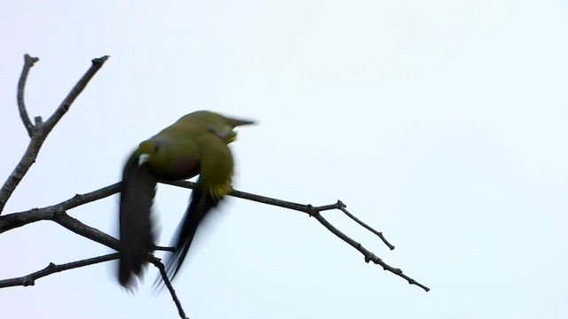 Orange-breasted Green-Pigeon - ML635000667