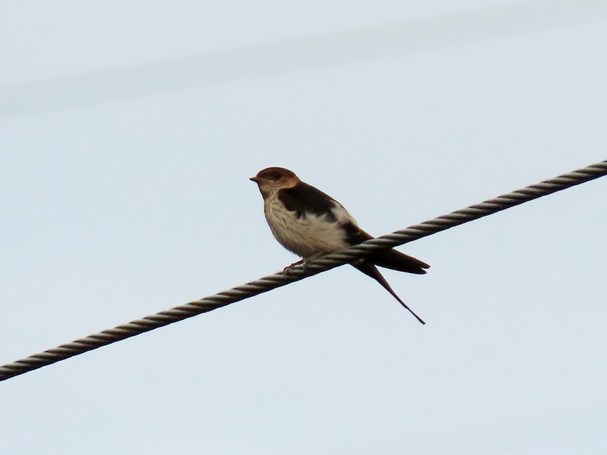 Eastern Red-rumped Swallow (Striated) - ML635000775