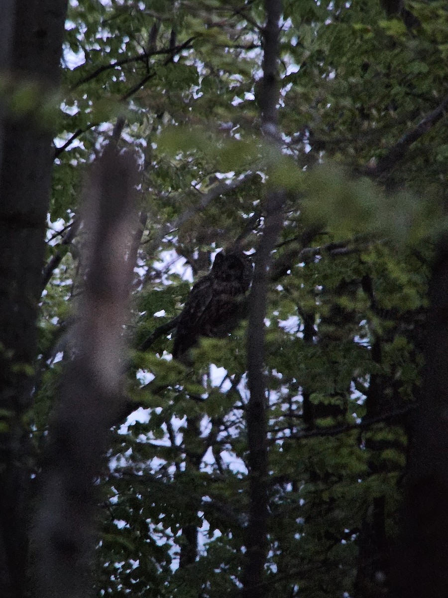 Ural Owl (Ural) - ML635000811