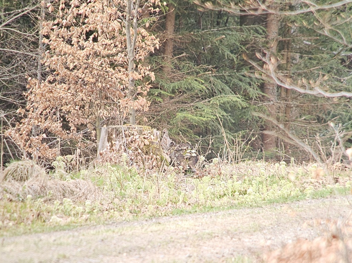 Hazel Grouse - ML635000817