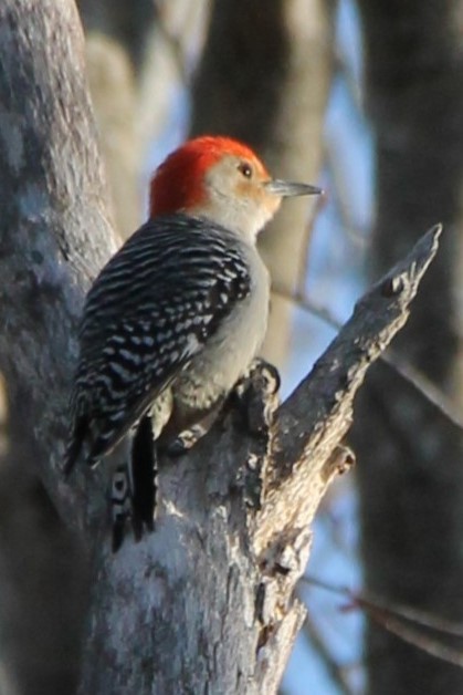 Red-bellied Woodpecker - ML635000889