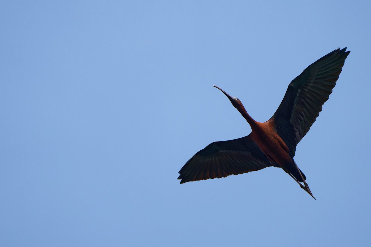 Glossy Ibis - ML635000896