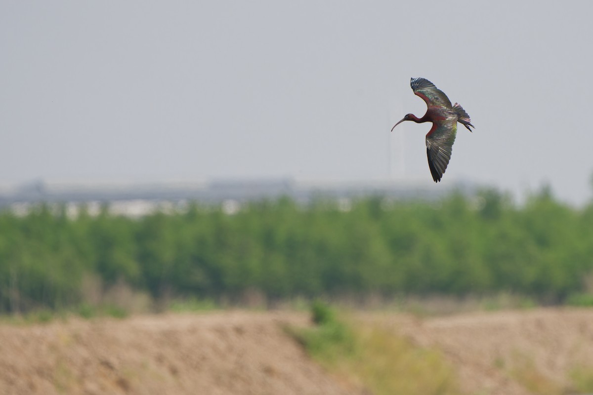 Glossy Ibis - ML635000897
