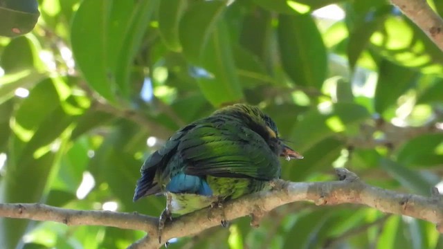 Yellow-eared Barbet - eBird