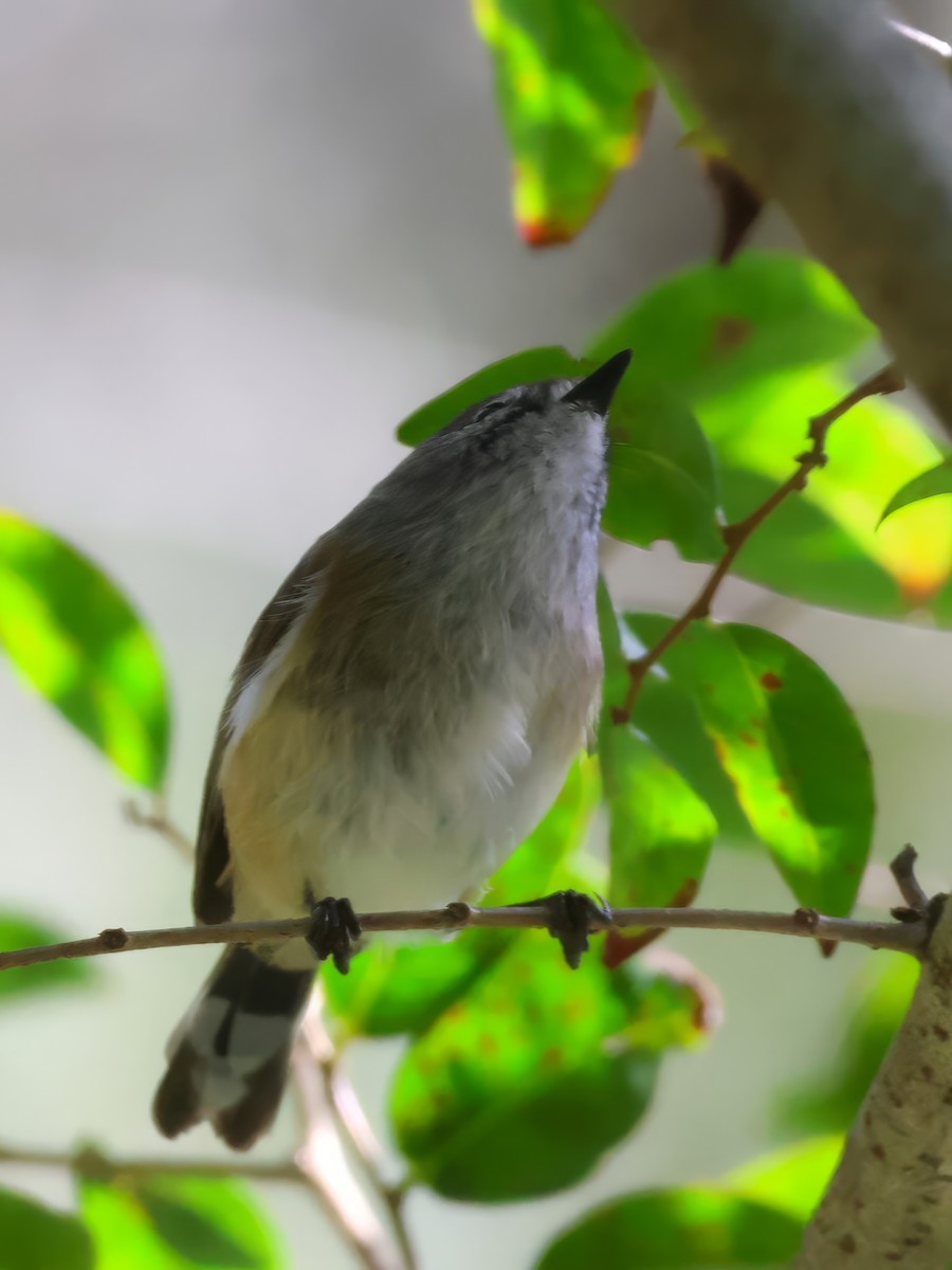 Brown Gerygone - ML635001106
