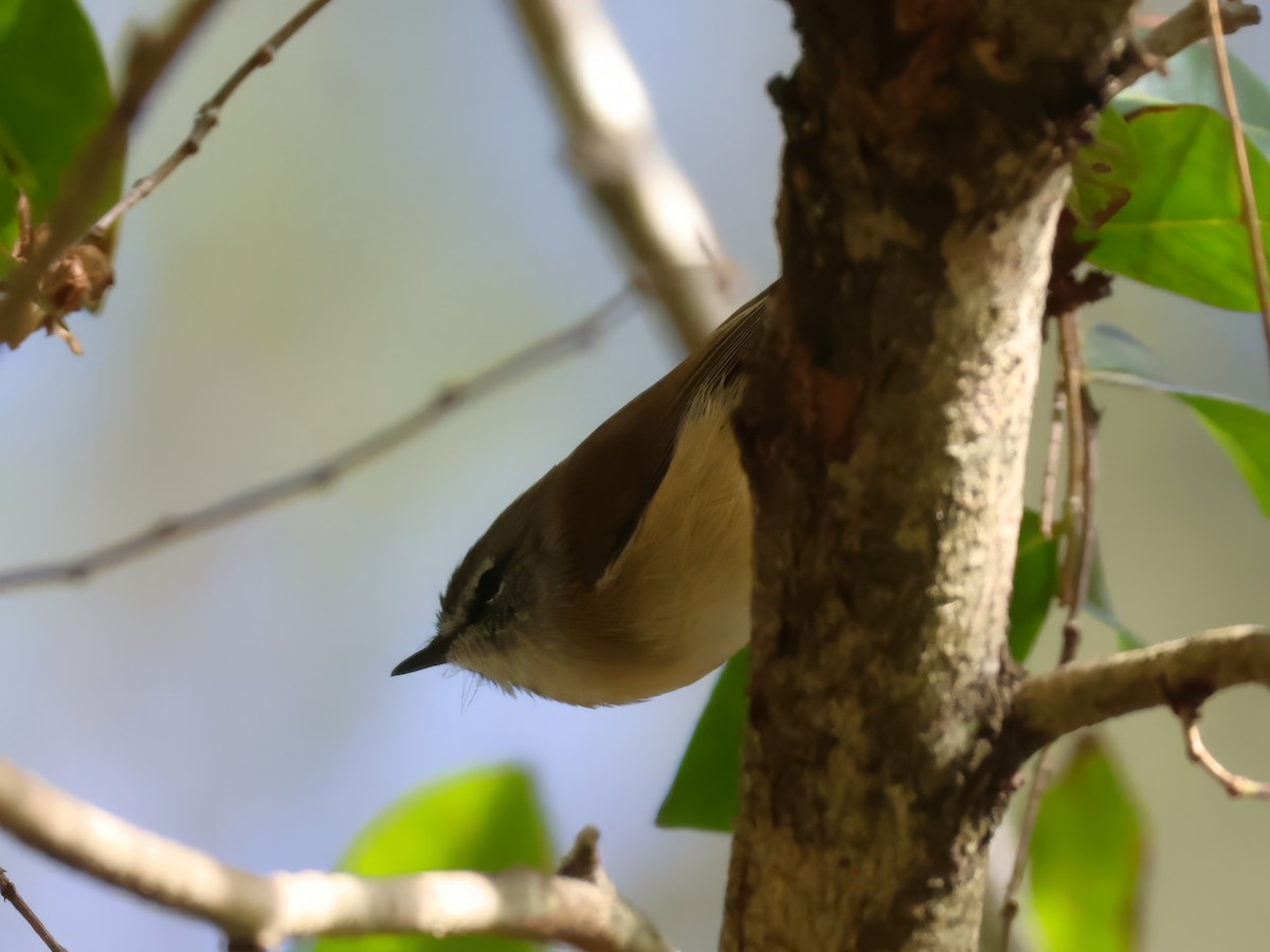 Brown Gerygone - ML635001107