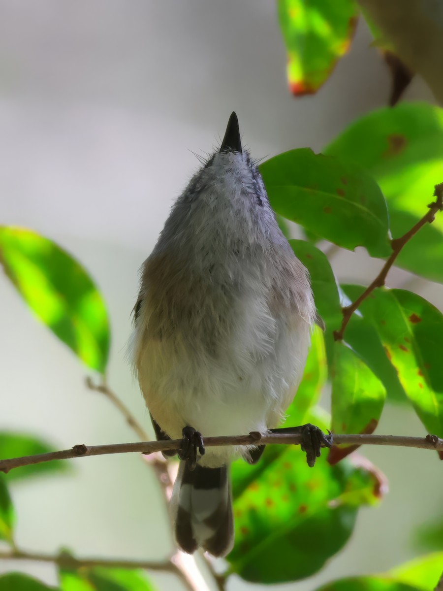 Brown Gerygone - ML635001108