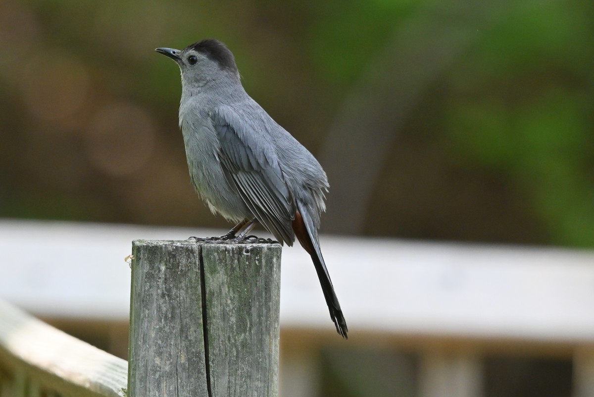 Gray Catbird - ML635001185