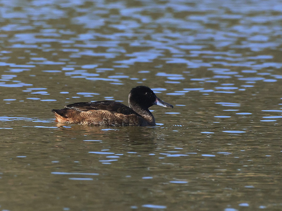 Black-headed Duck - ML635001197