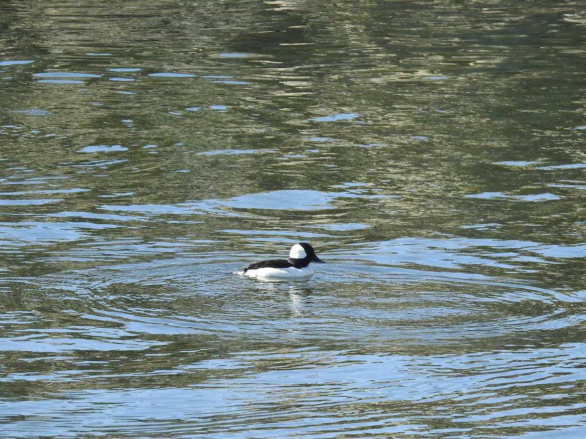 Bufflehead - ML635001206