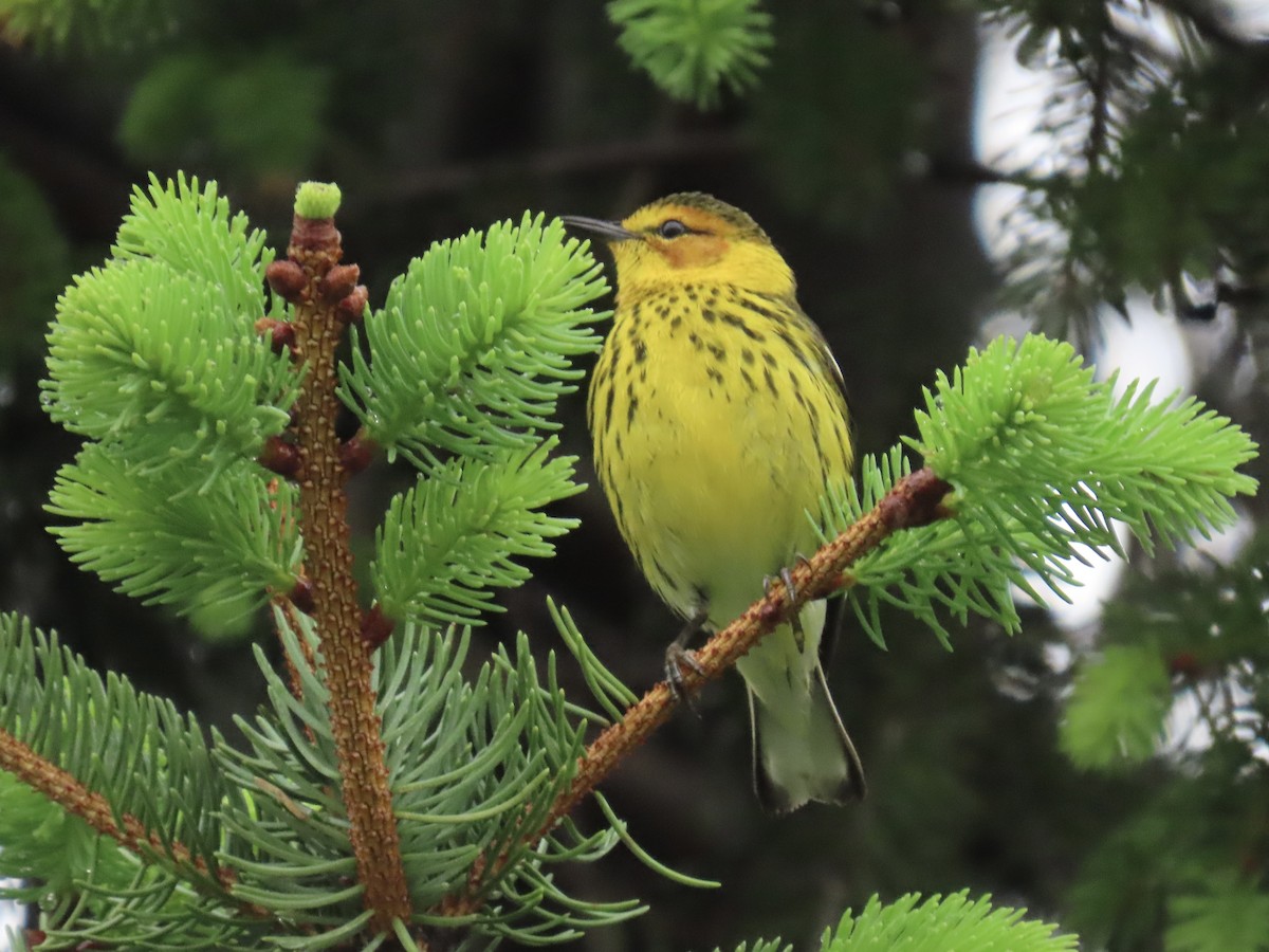 Cape May Warbler - ML635001283