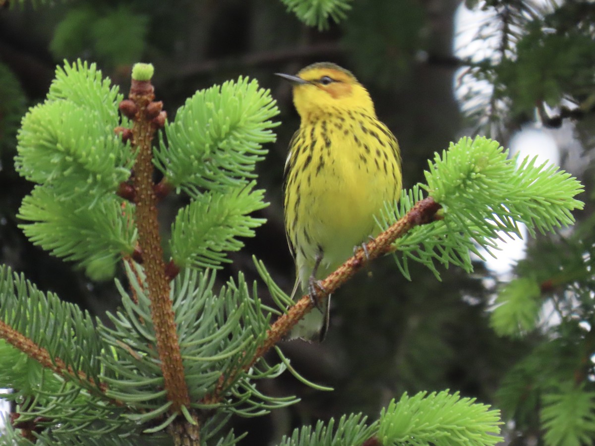 Cape May Warbler - ML635001284