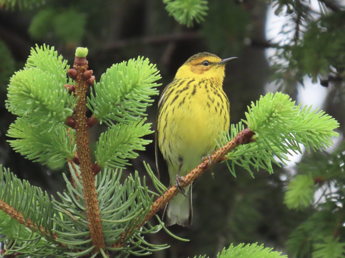 Cape May Warbler - ML635001286