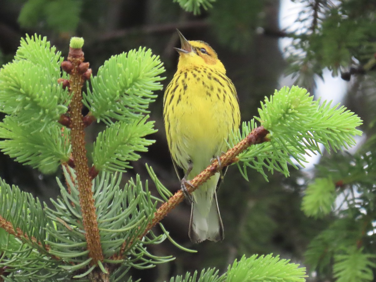 Cape May Warbler - ML635001287