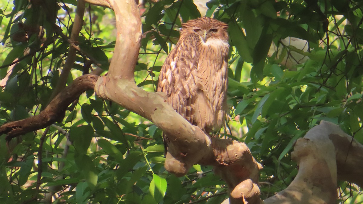 Brown Fish-Owl - ML635001367