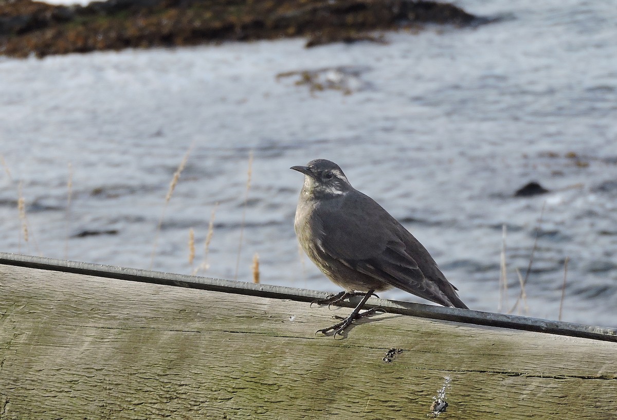 Gray-flanked Cinclodes - ML635001368