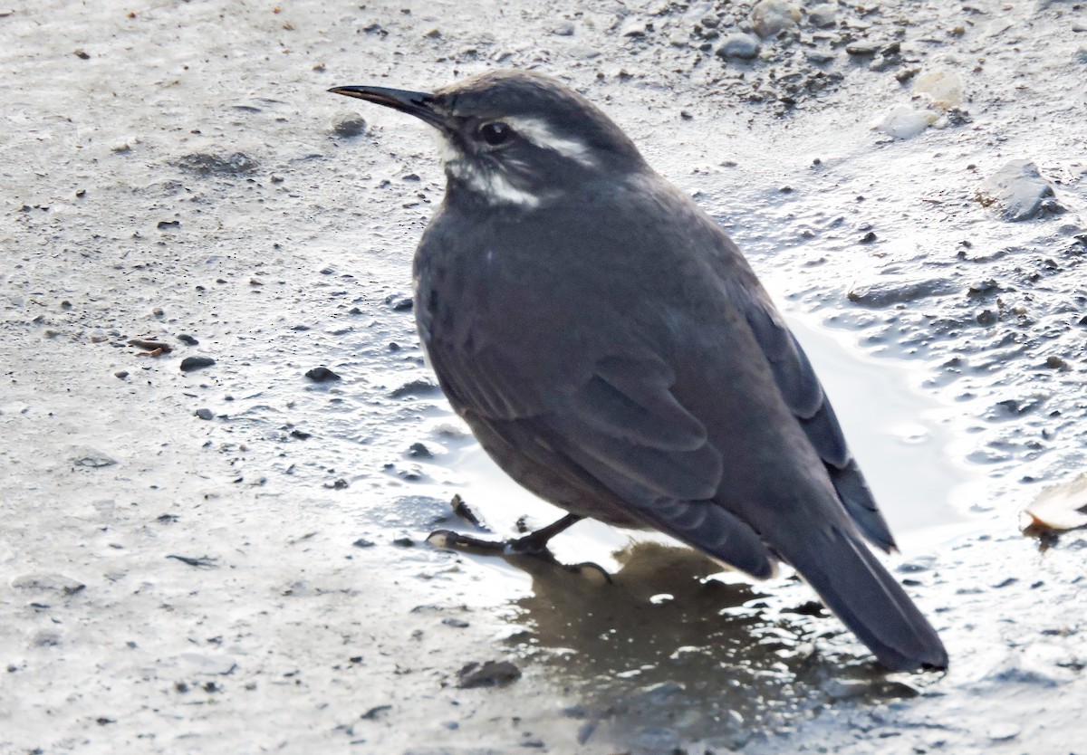 Gray-flanked Cinclodes - ML635001369