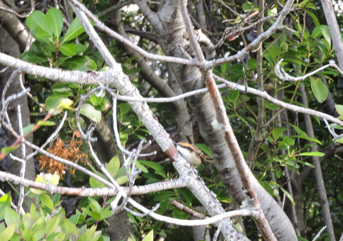 Thorn-tailed Rayadito - ML635001382