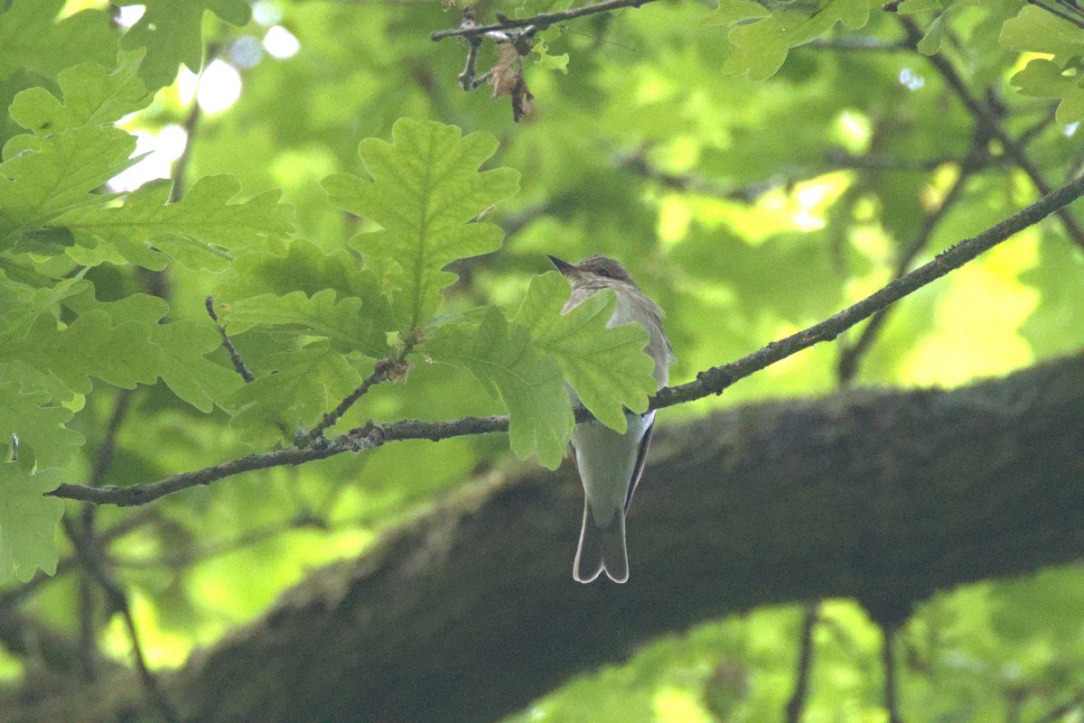 Spotted Flycatcher (Spotted) - ML635001427