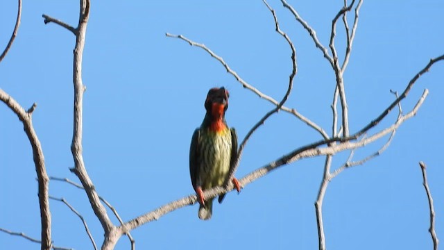 Coppersmith Barbet (Javan Red-faced) - ML635001462