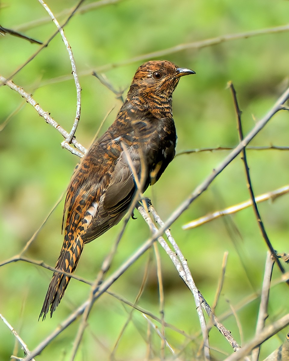Gray-bellied Cuckoo - ML635001470