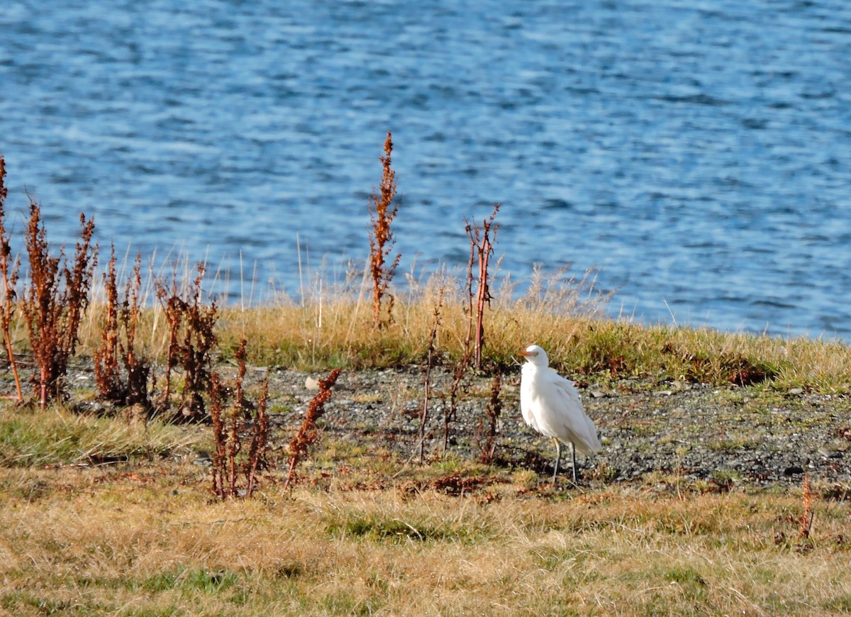 Western Cattle-Egret - ML635001491