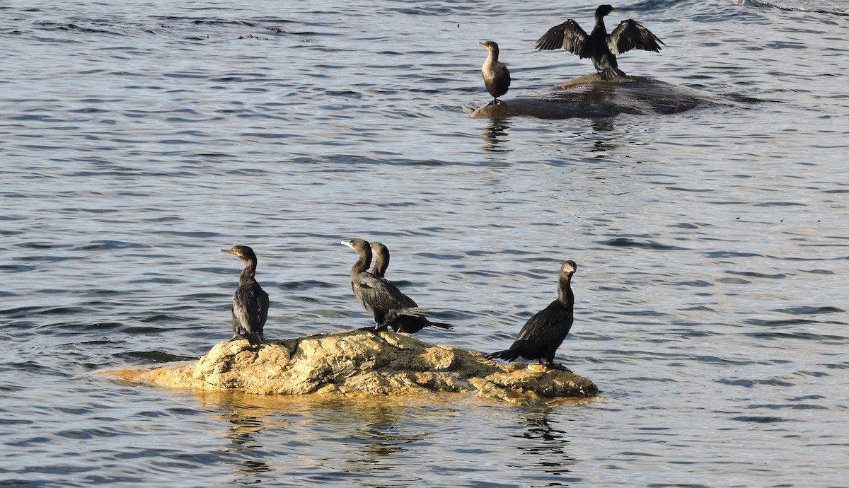 Neotropic Cormorant - ML635001612