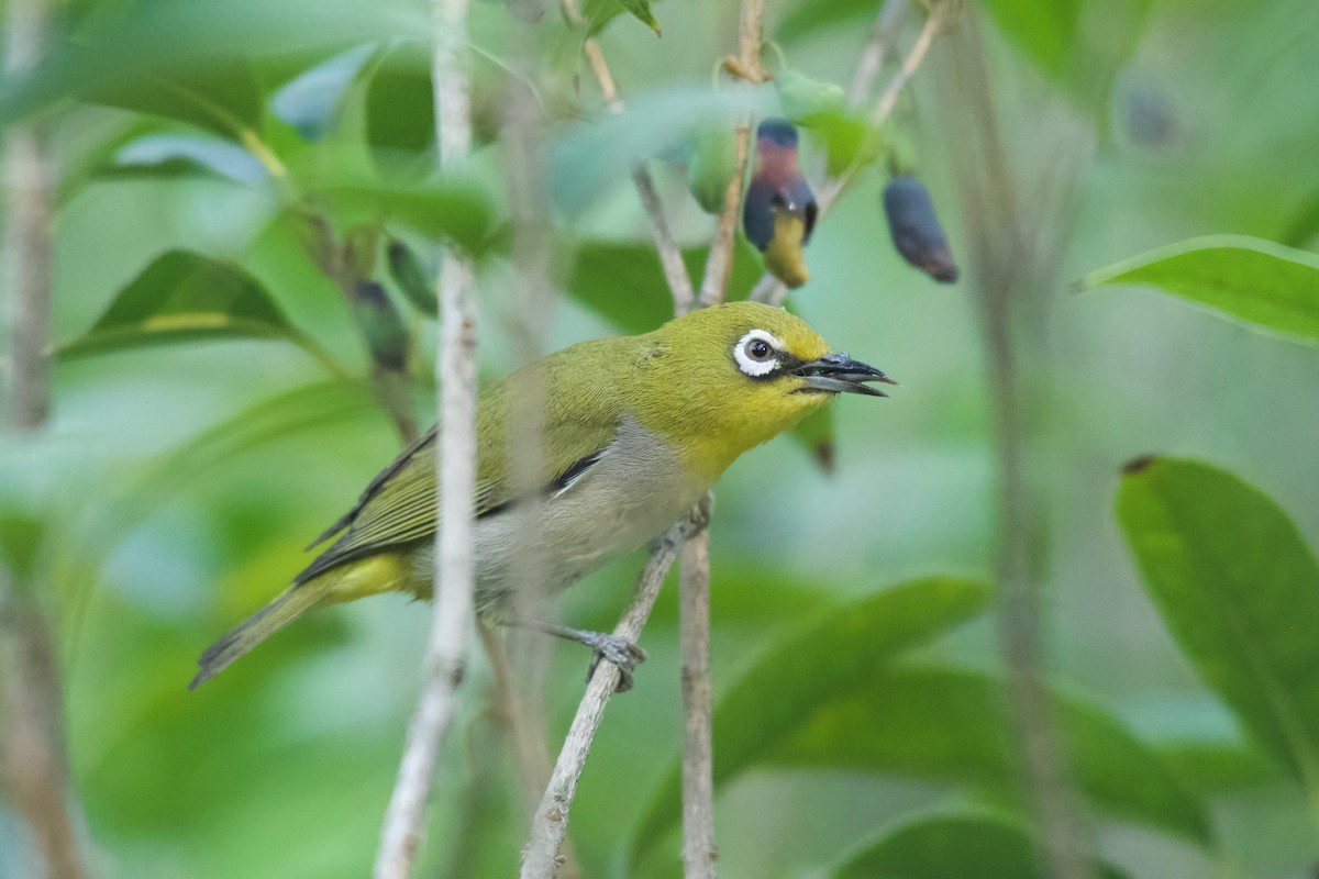 Swinhoe's White-eye - ML635001630