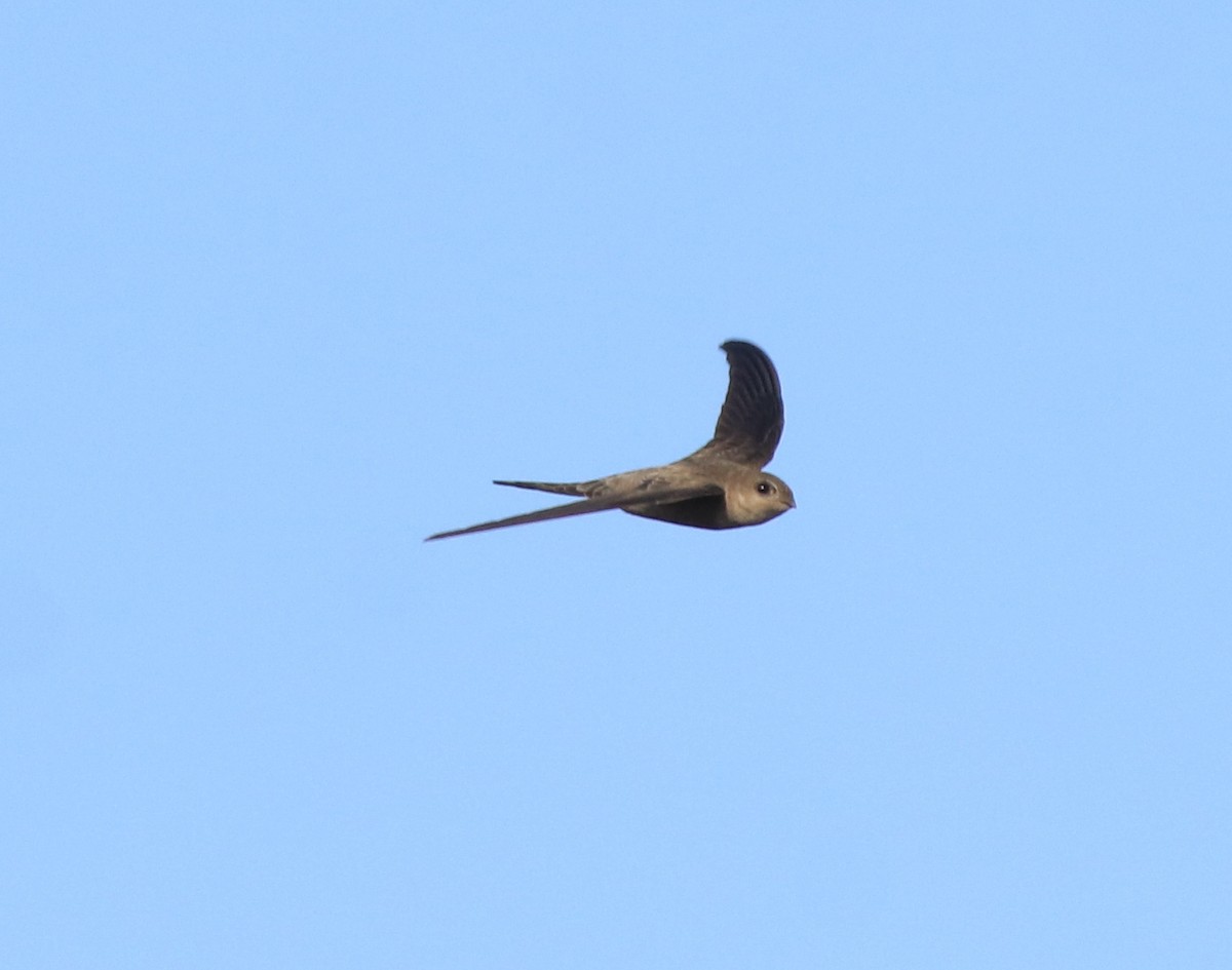 Asian Palm Swift - ML635001637