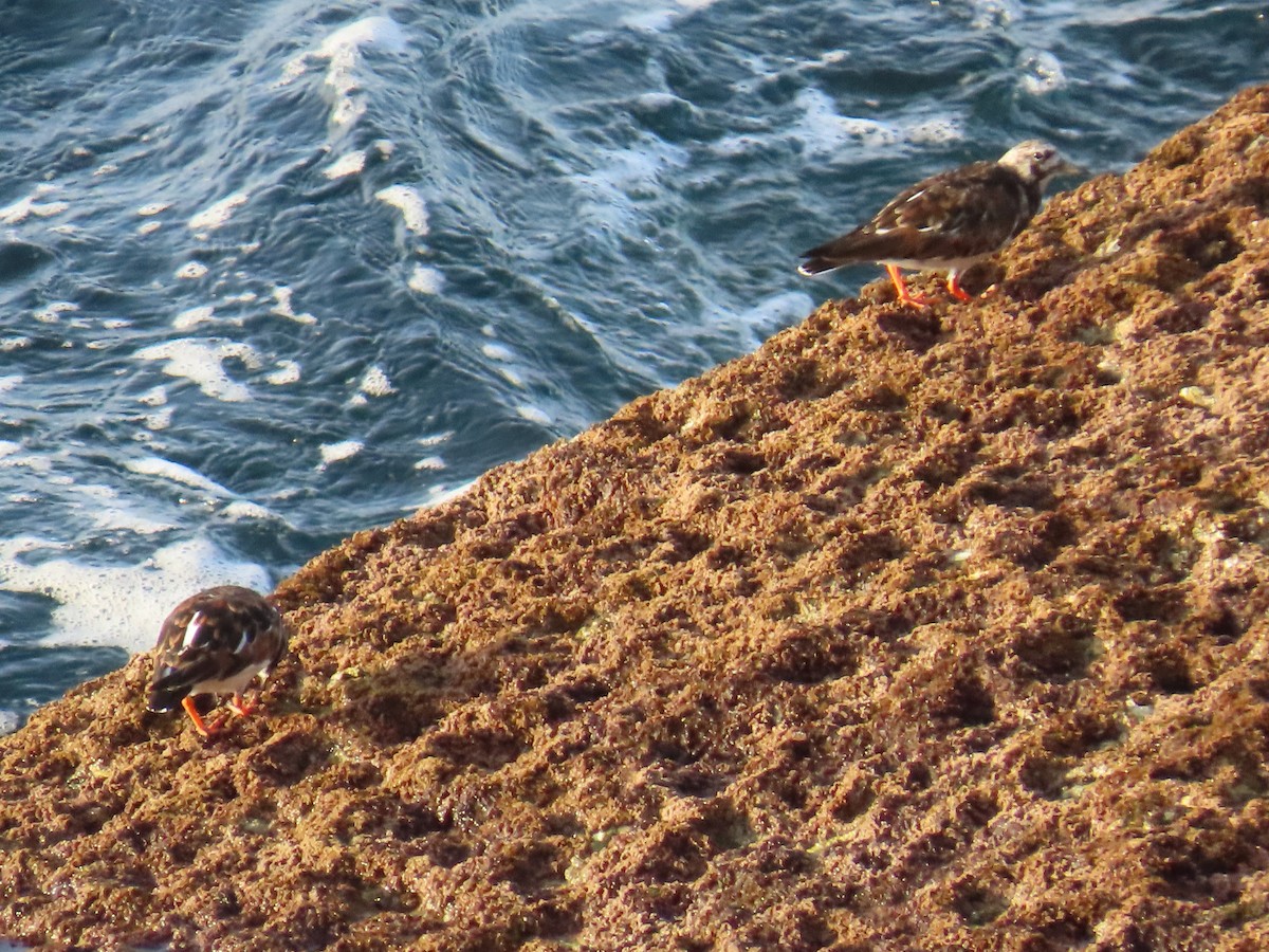 Алаг хайргач - ML635001706