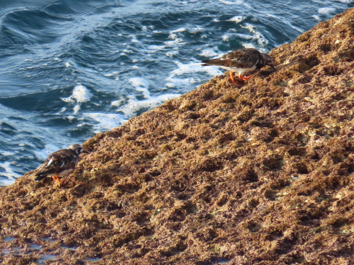 Алаг хайргач - ML635001709