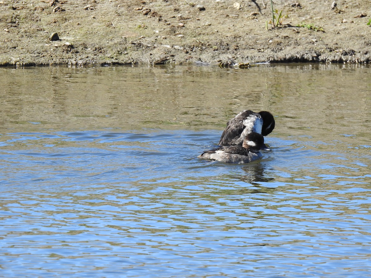 Bufflehead - ML635001710