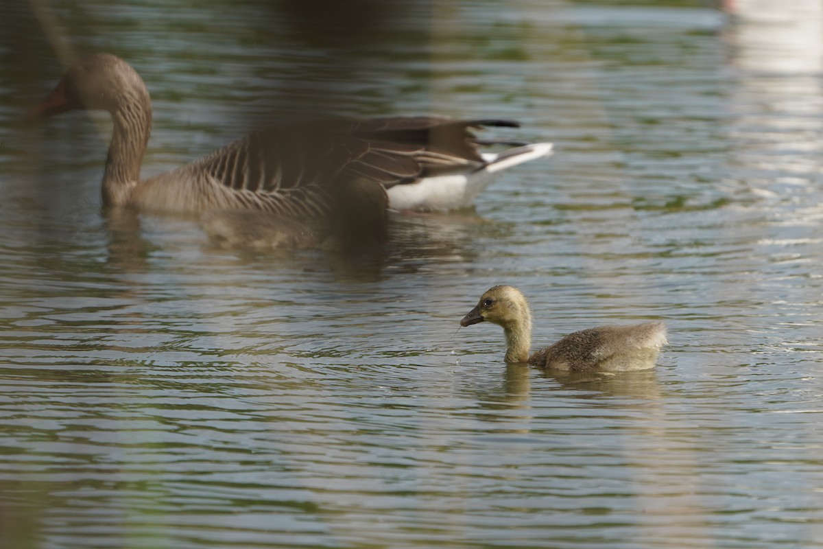Graylag Goose - ML635001756