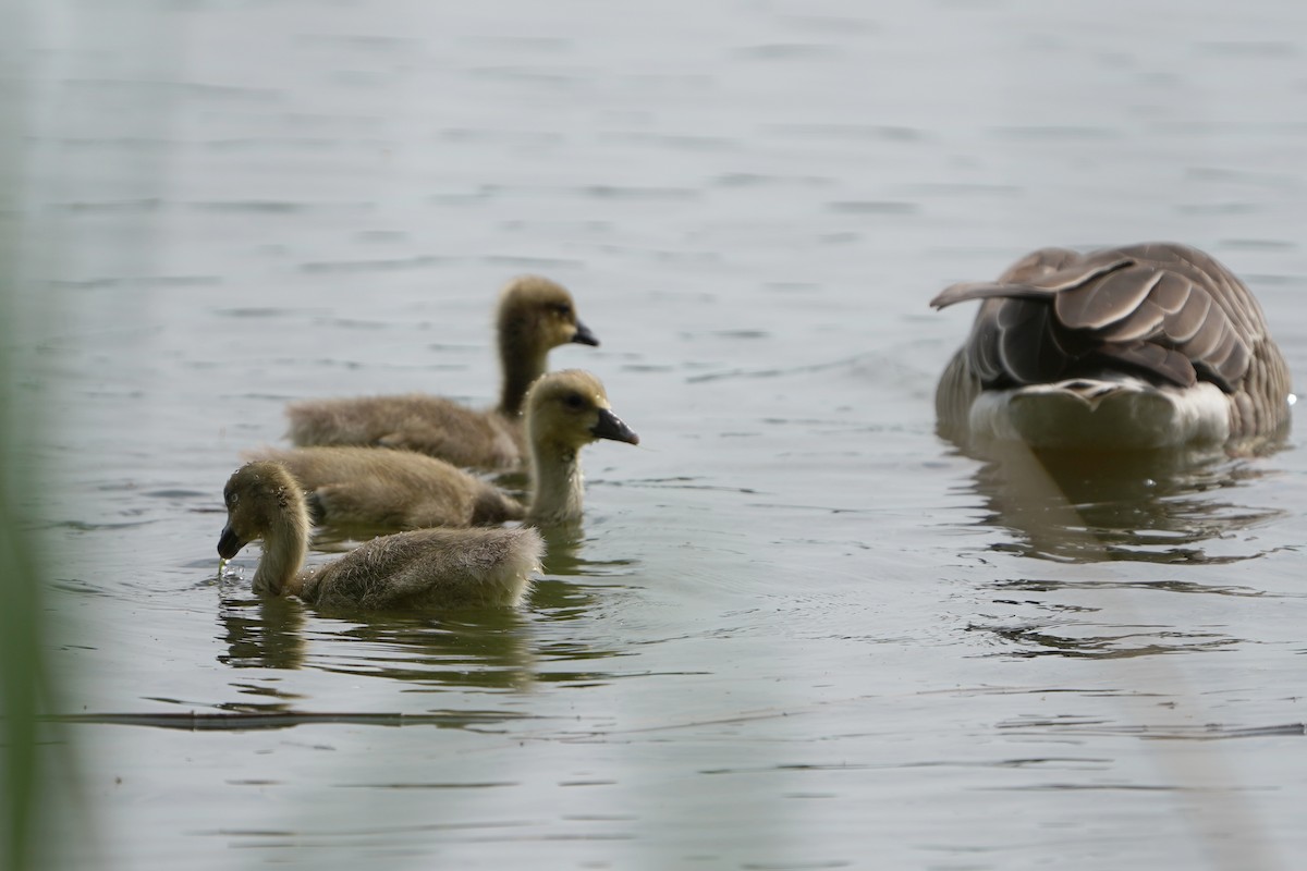 Graylag Goose - ML635001758