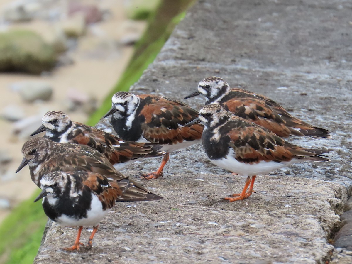 Алаг хайргач - ML635001761