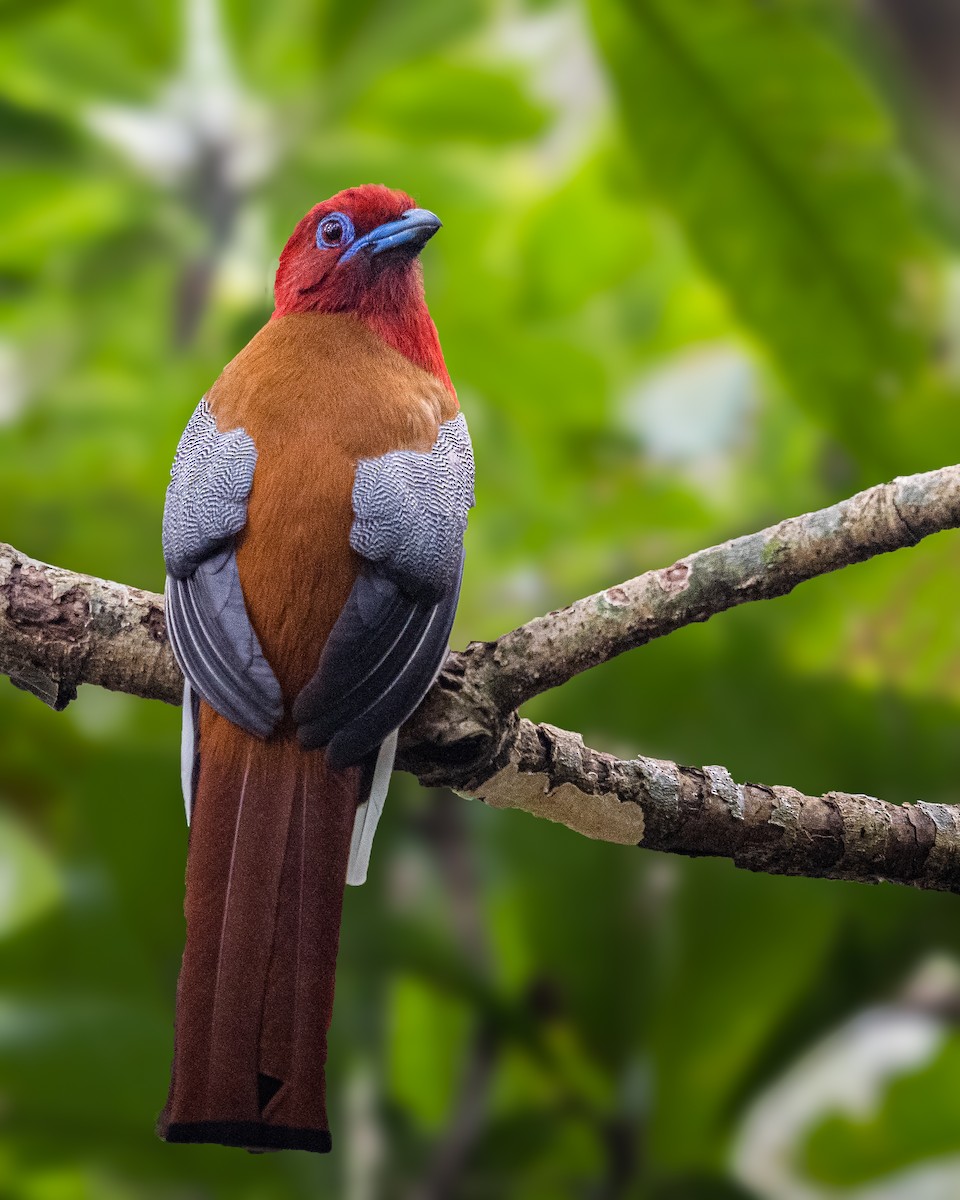 Red-headed Trogon - ML635001762