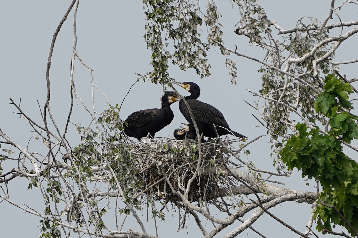 Great Cormorant - ML635001763