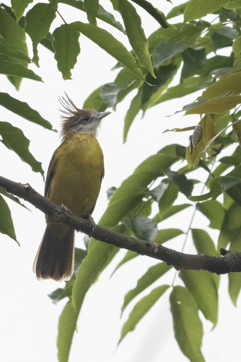 White-throated Bulbul - ML635001764