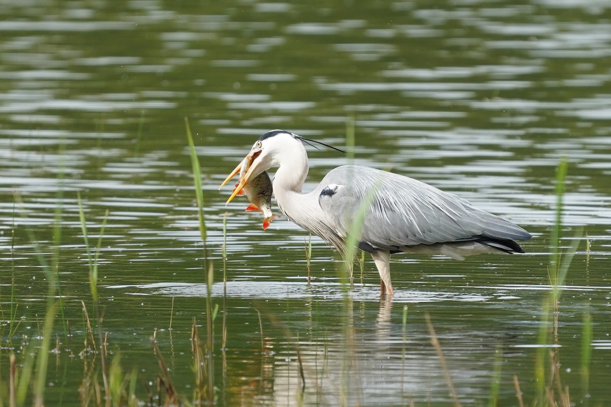 Gray Heron - ML635001768