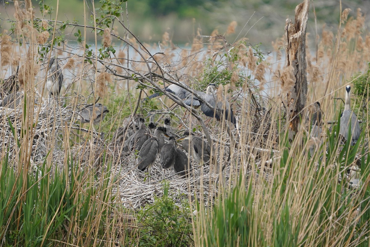 Gray Heron - ML635001773
