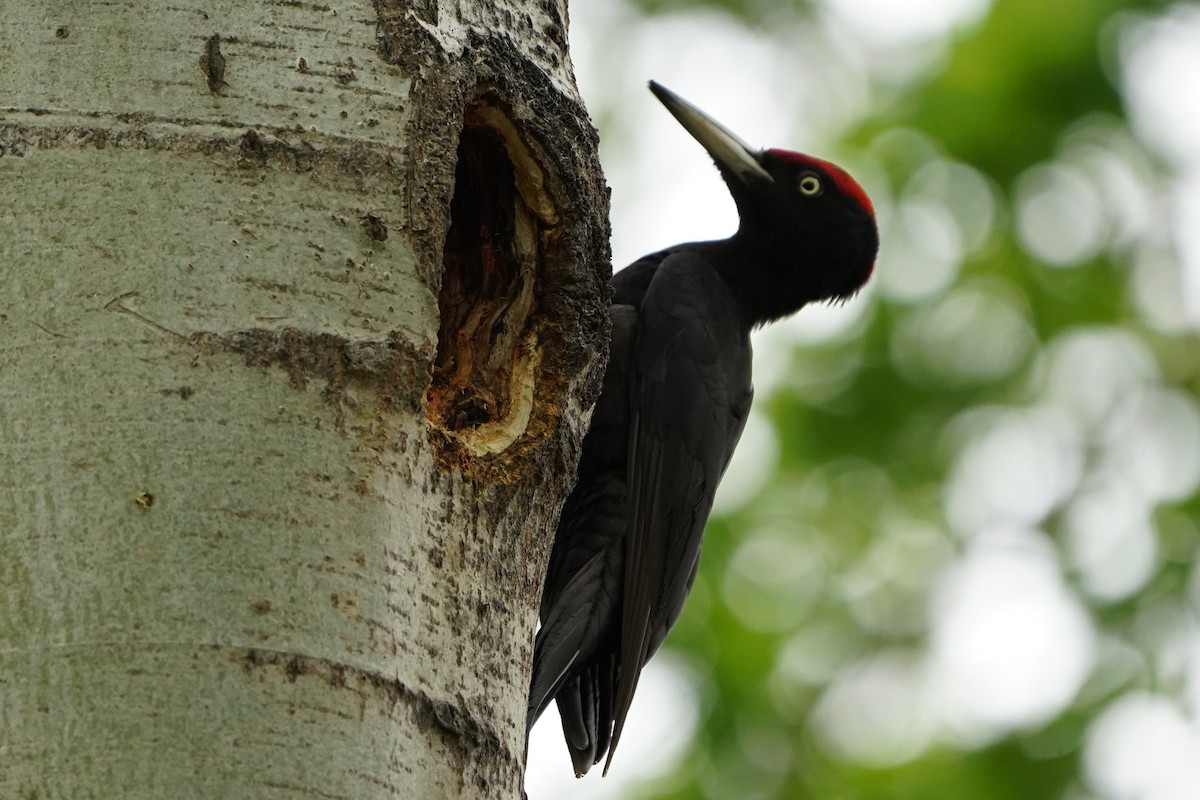 Black Woodpecker - ML635001776