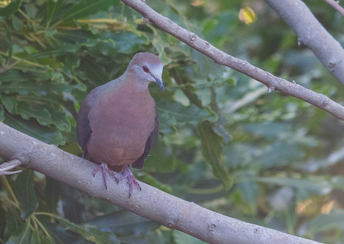 Lemon Dove - ML635001778
