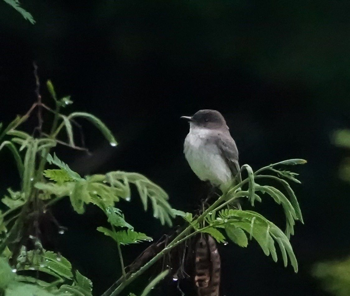 Eastern Phoebe - ML635001795