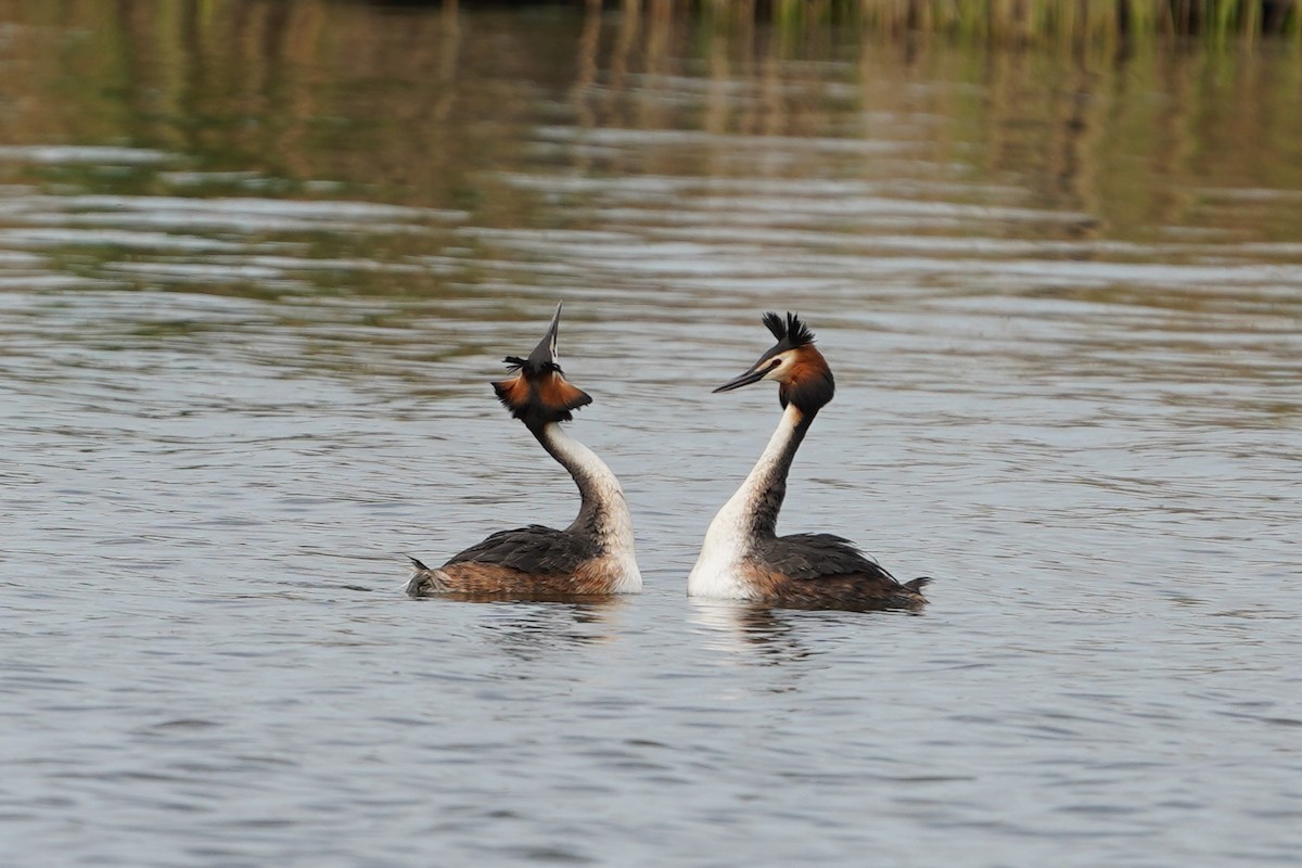 Great Crested Grebe - ML635001797