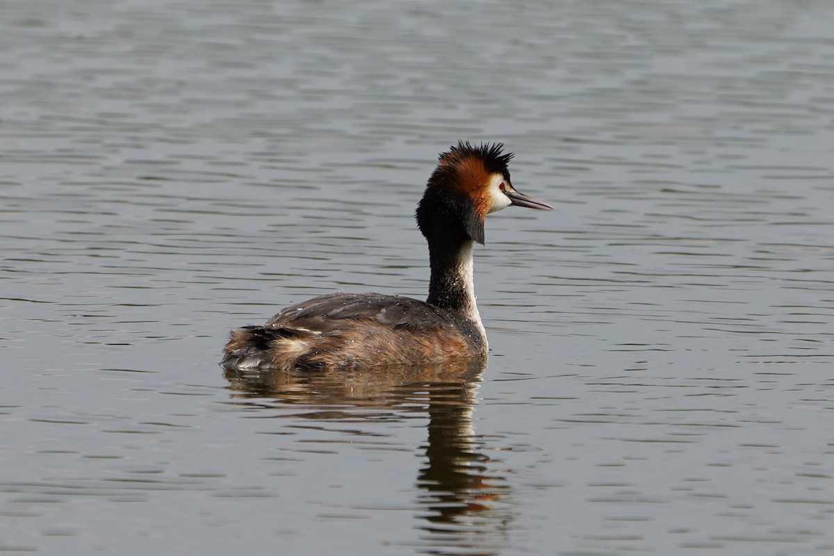 Great Crested Grebe - ML635001801