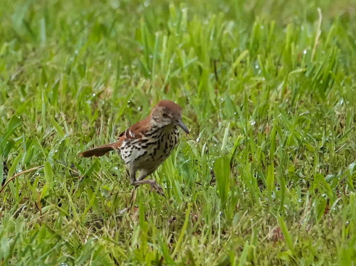 Brown Thrasher - ML635001803