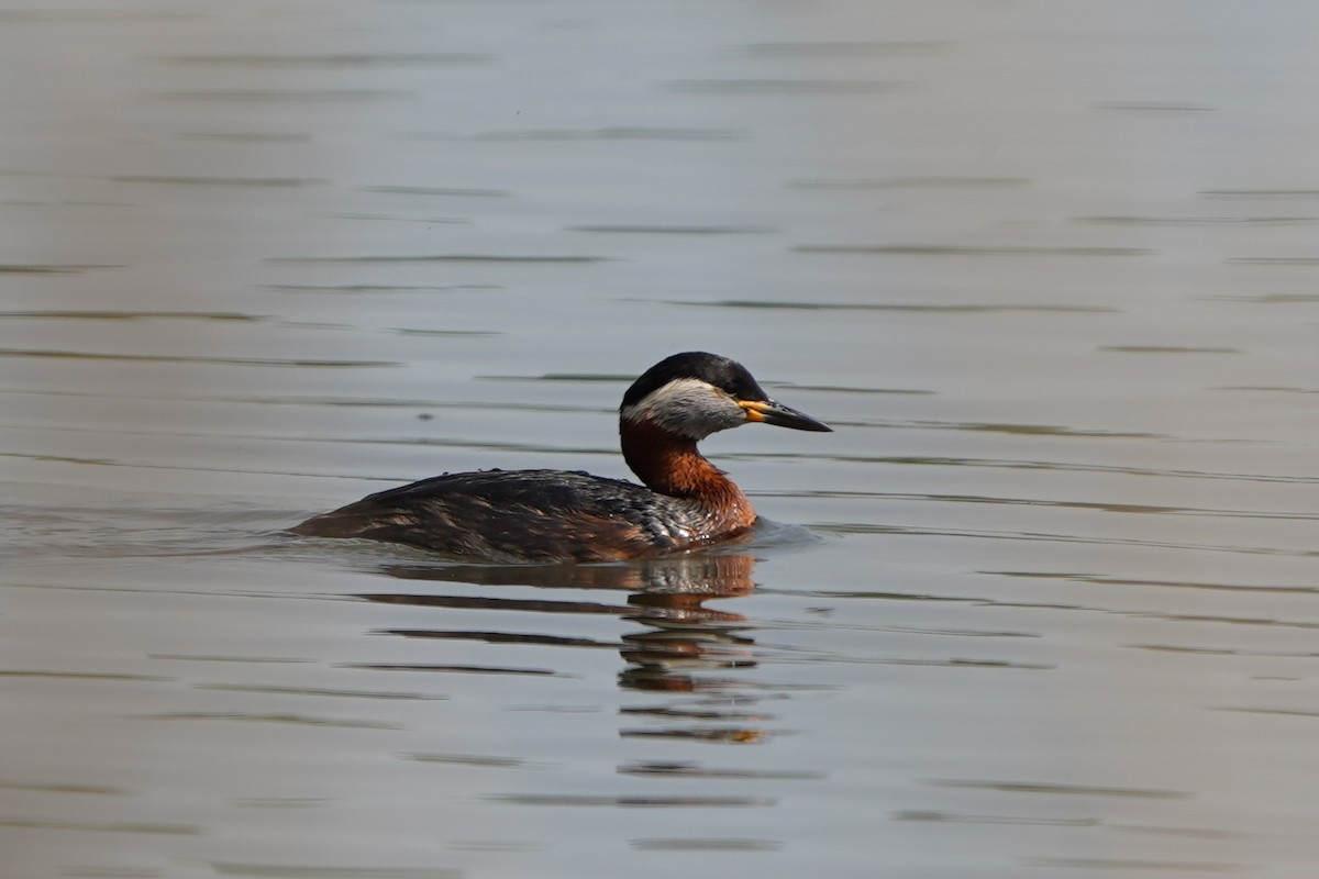 Red-necked Grebe - ML635001804