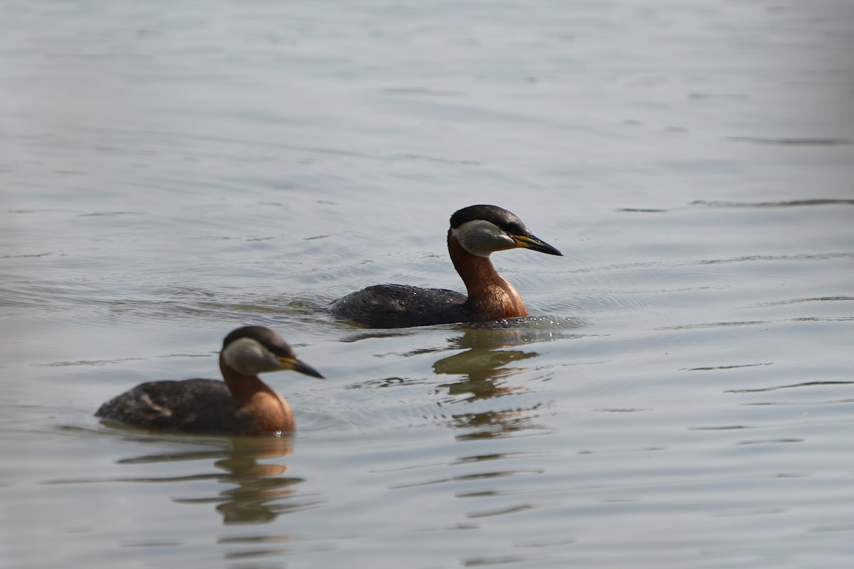 Red-necked Grebe - ML635001806